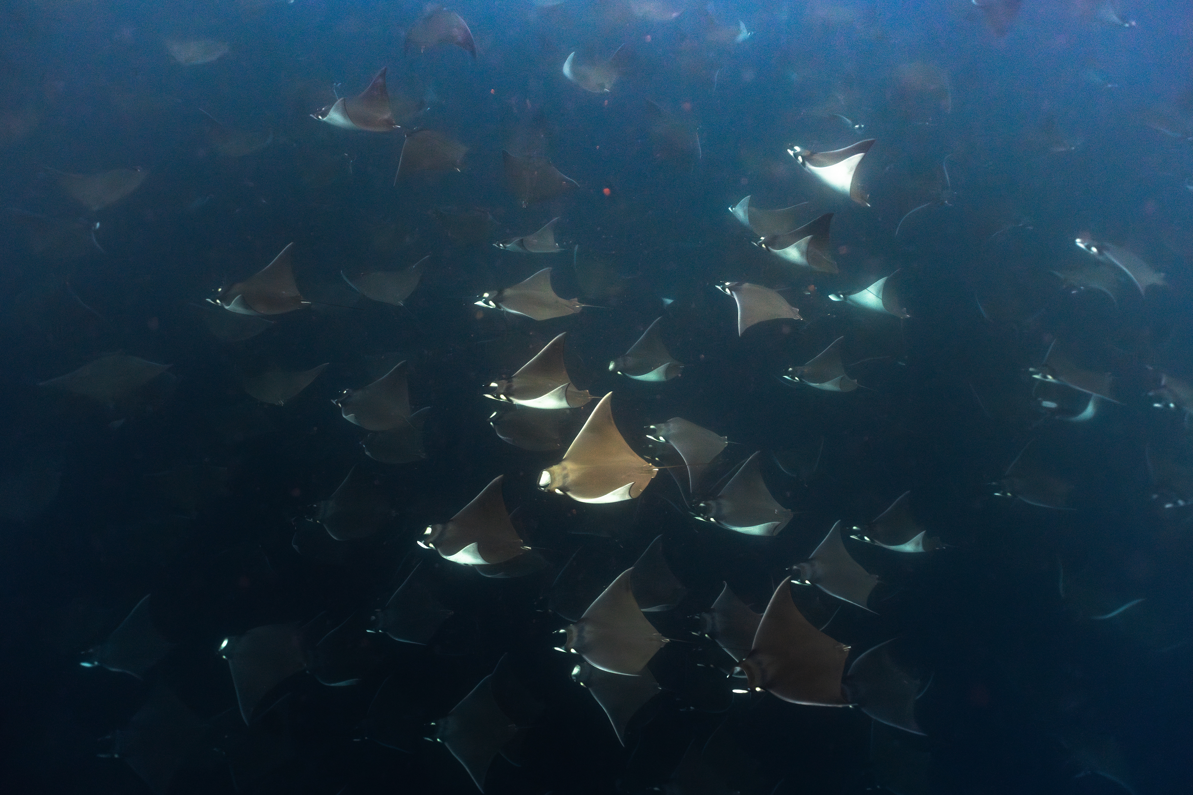 Mobula Rays in Baja