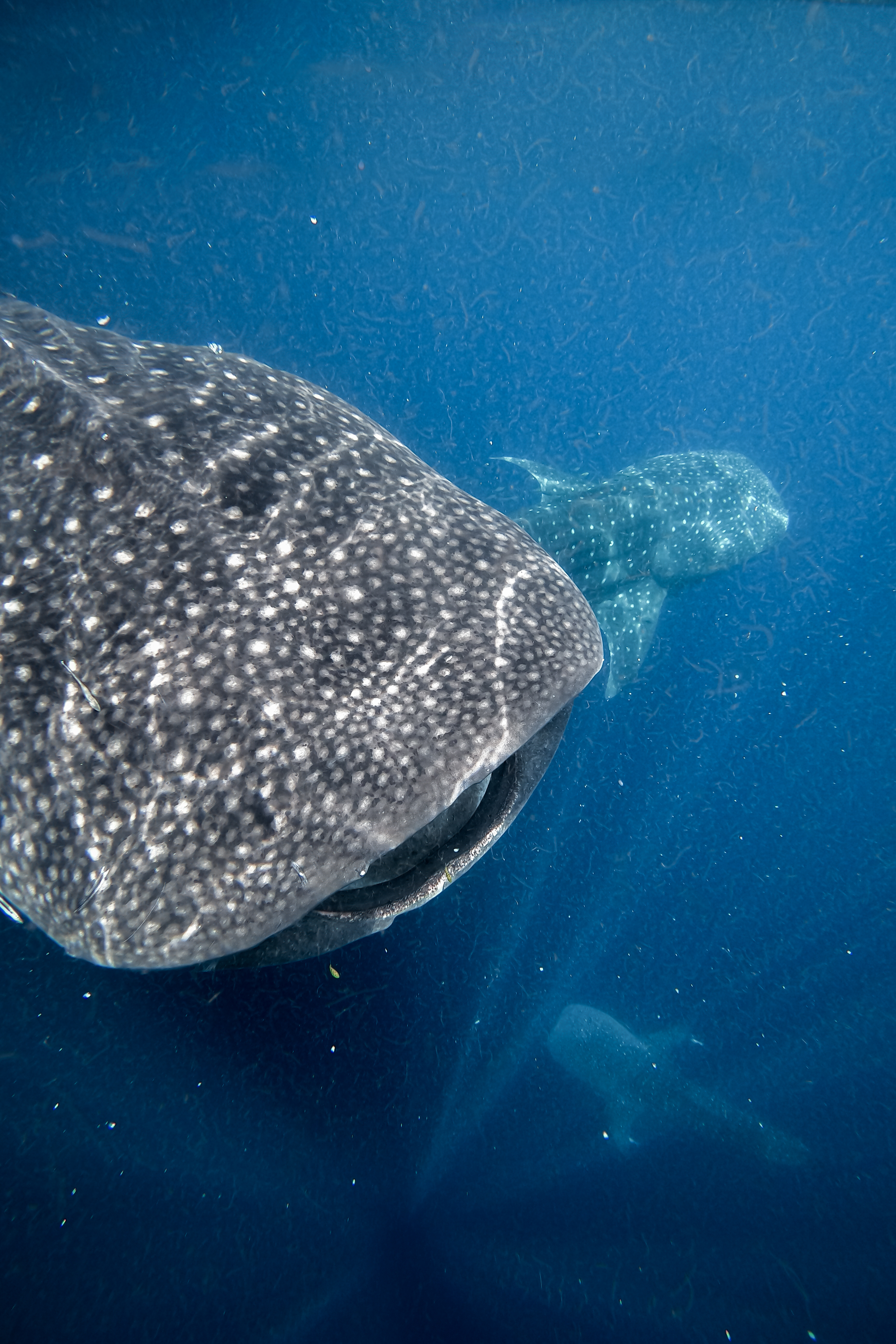 Whale Shark in Indonesia