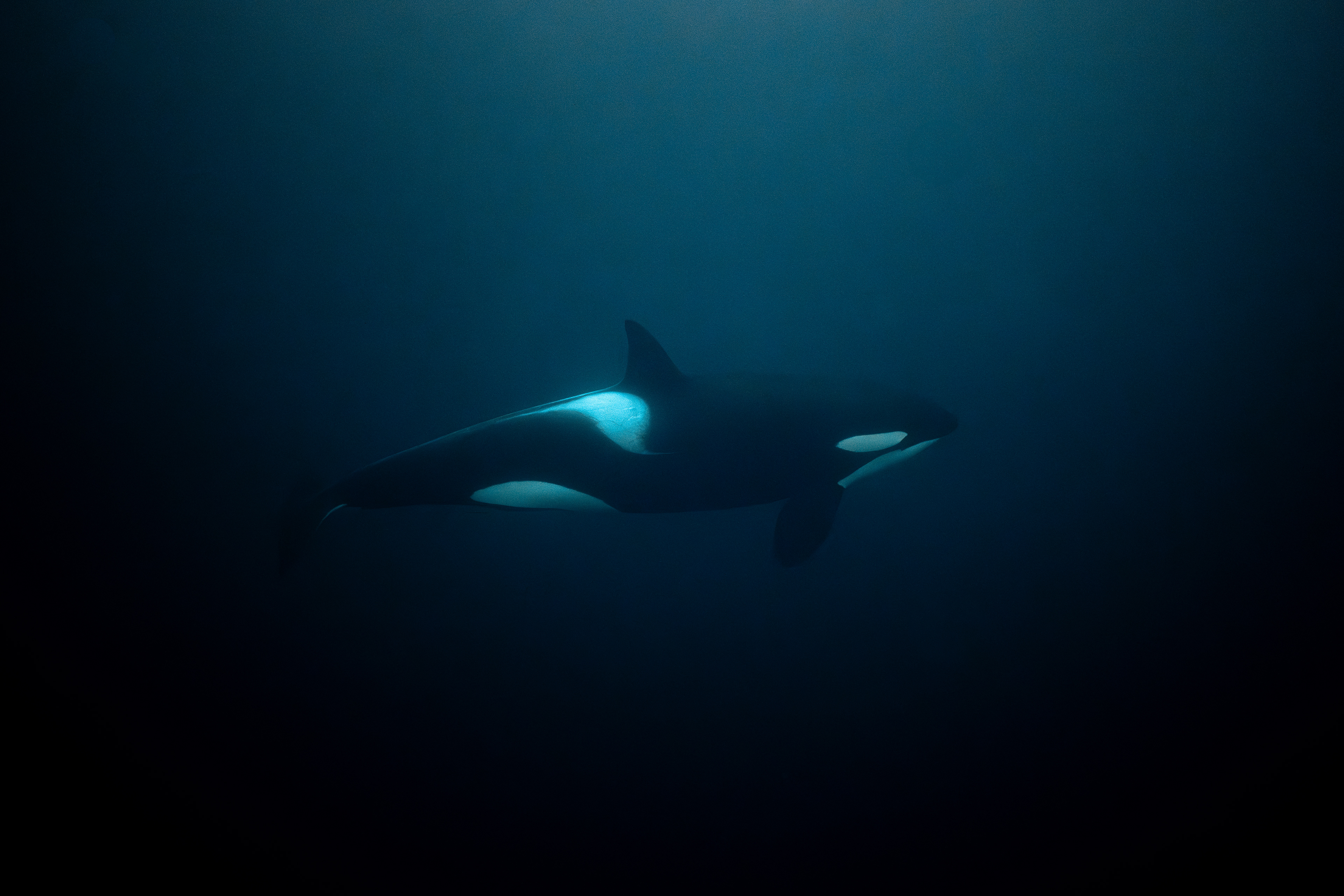 Orca in Norway
