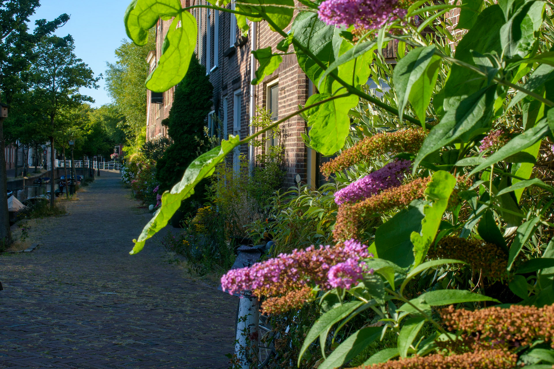 Flowers in the streets 1