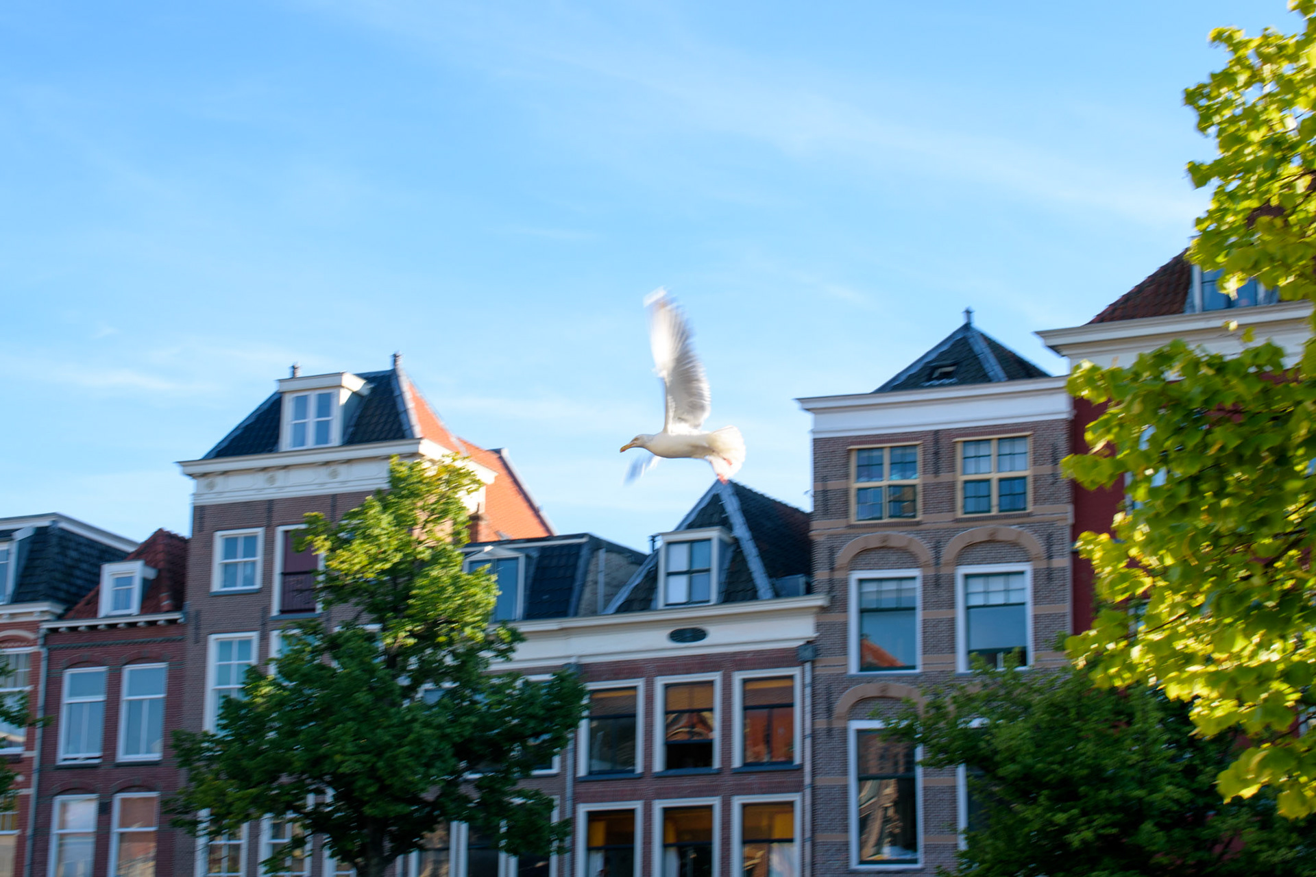 Beware of the terror seagulls!