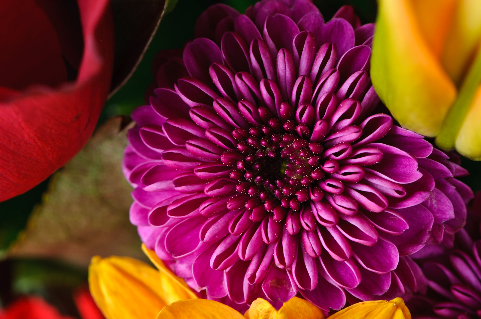 This is a fairly little flower that was tucked alongside a lilly that I was shooting for this week's assignment.  After shooting the lilly, I worked around the arrangement looking for other interesting shots.  I really like the colors, pattern and details.Press "L" to check it out on black.  Let me know what you think...