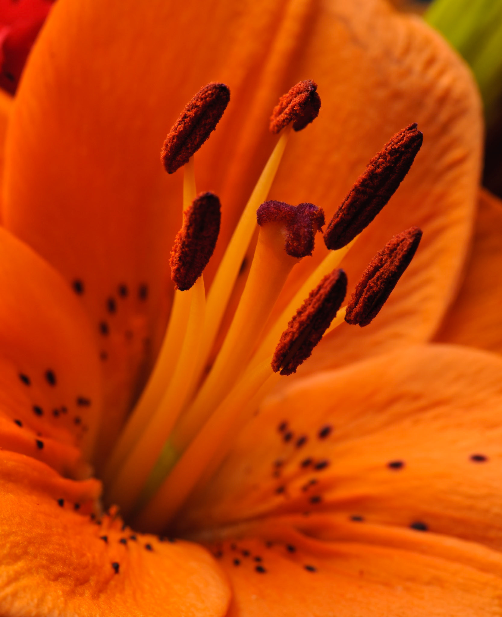 Shot for Week 43 of my "52 of Twenty Eleven" flickr group given the theme "Macro (Up Close)".Press "L" to check it out on black.  Let me know what you think...