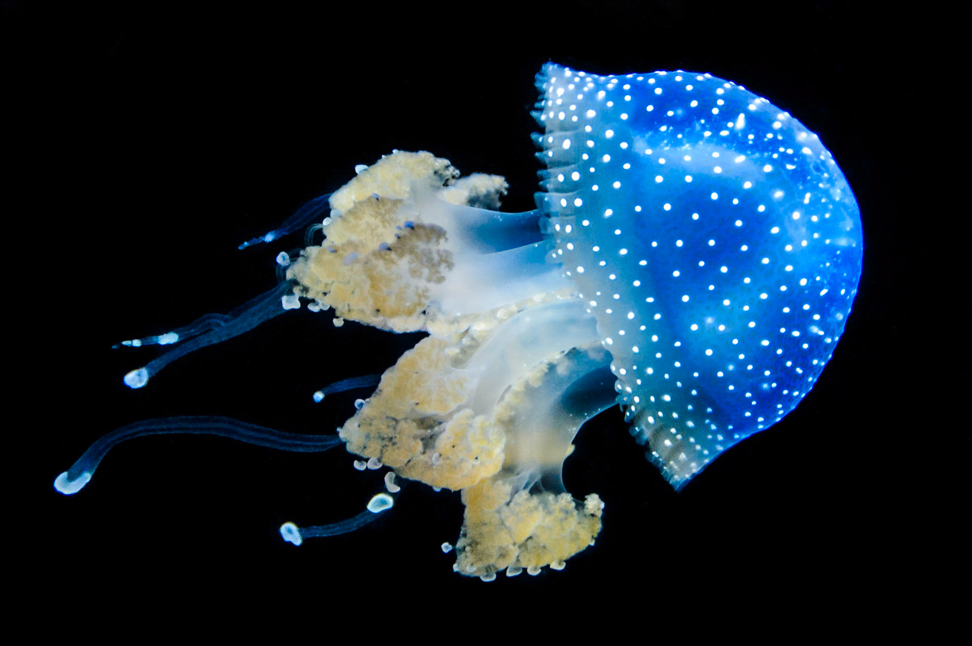 Submitted for Week #52 of my "52 in 2013" flickr group given the theme of "My Own Favorite Shot".This is an Australian Spotted Jellyfish.  I captured the image at the California Academy of Science during our family vacation in SanFrancisco this year.  There were many in the tank, and they were no bigger than 4 inches in length.  I pressed my lens to the glass and tracked this guy until there were no other jellies in the scene.  I think they are beautiful creatures, and it turned out to be one of my favorite images of the year.Press "L" and check it out on a black background to see the color really pop...