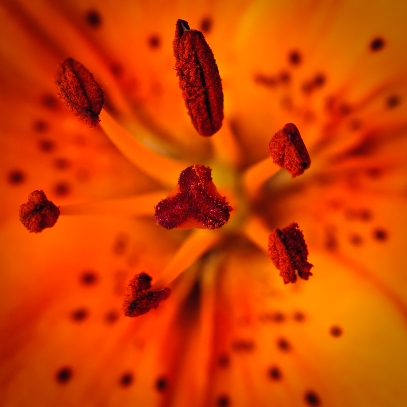 This is the lilly I was shooting this week for the Macro assignment.  I decided to go with a different shot, but I liked this enough that I wanted to post it.