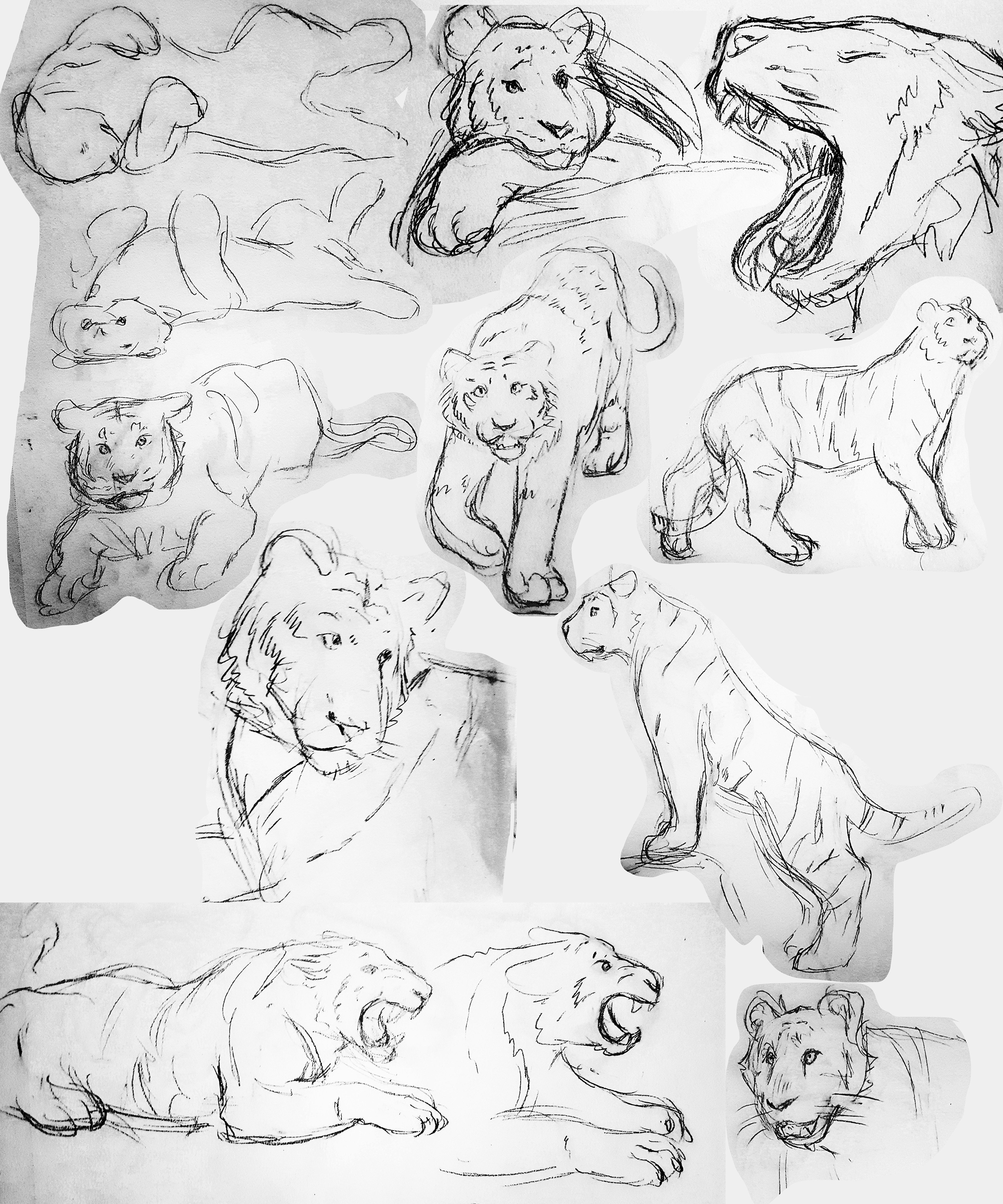 Tiger studies