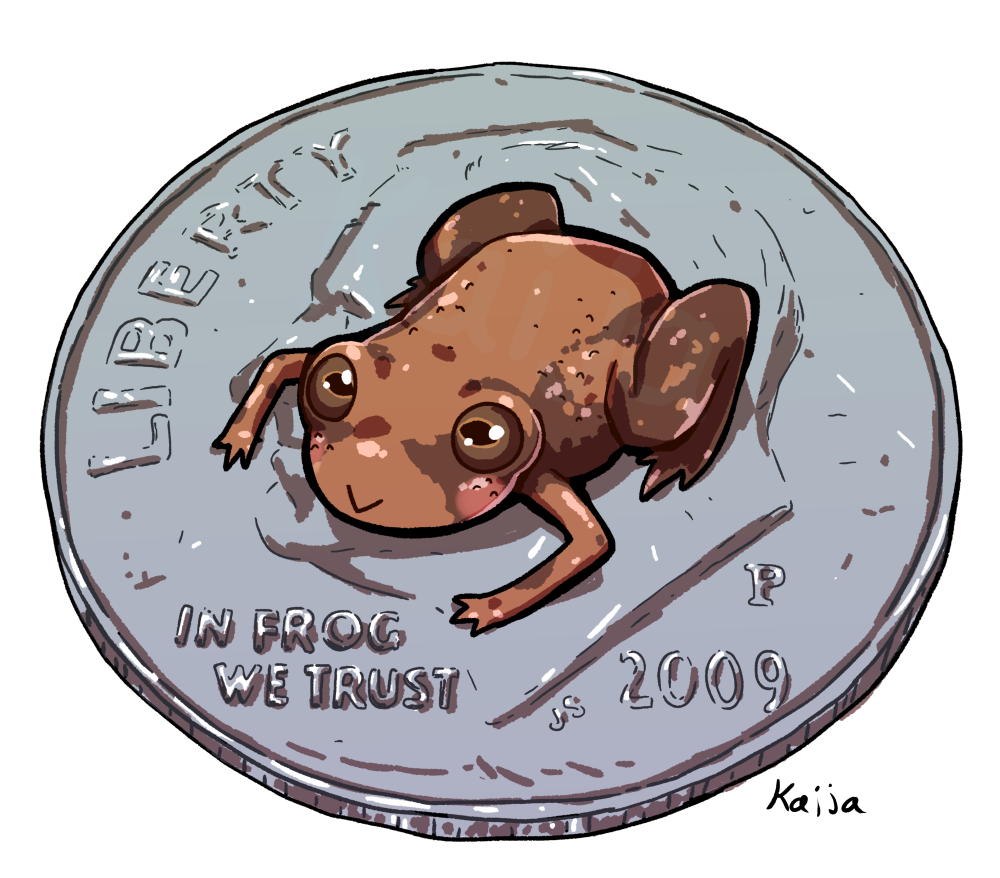 The tiniest frog in the world