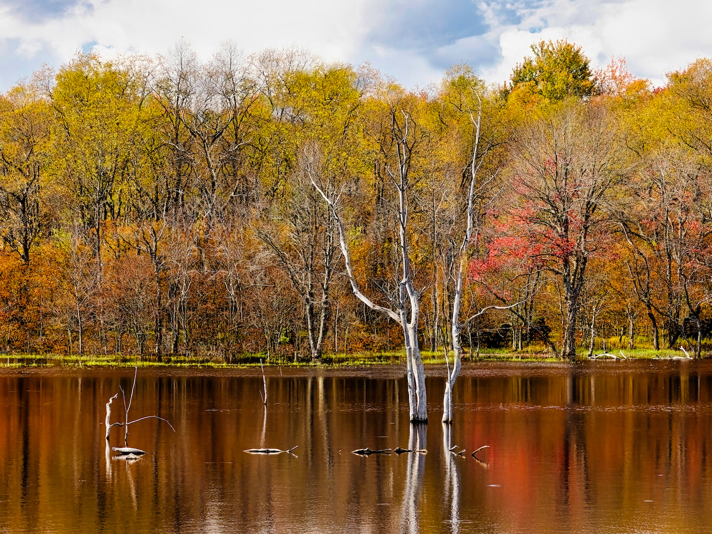 Tranquil scene of a tree amidst a lake, with a backdrop of surrounding trees.