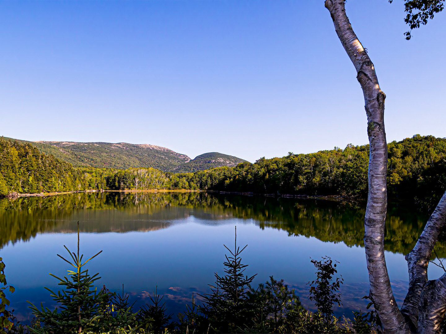 View of a lush green landscape, pine trees, and still blue water at Otter Cove and Causeway in Acadia National Park, Maine.