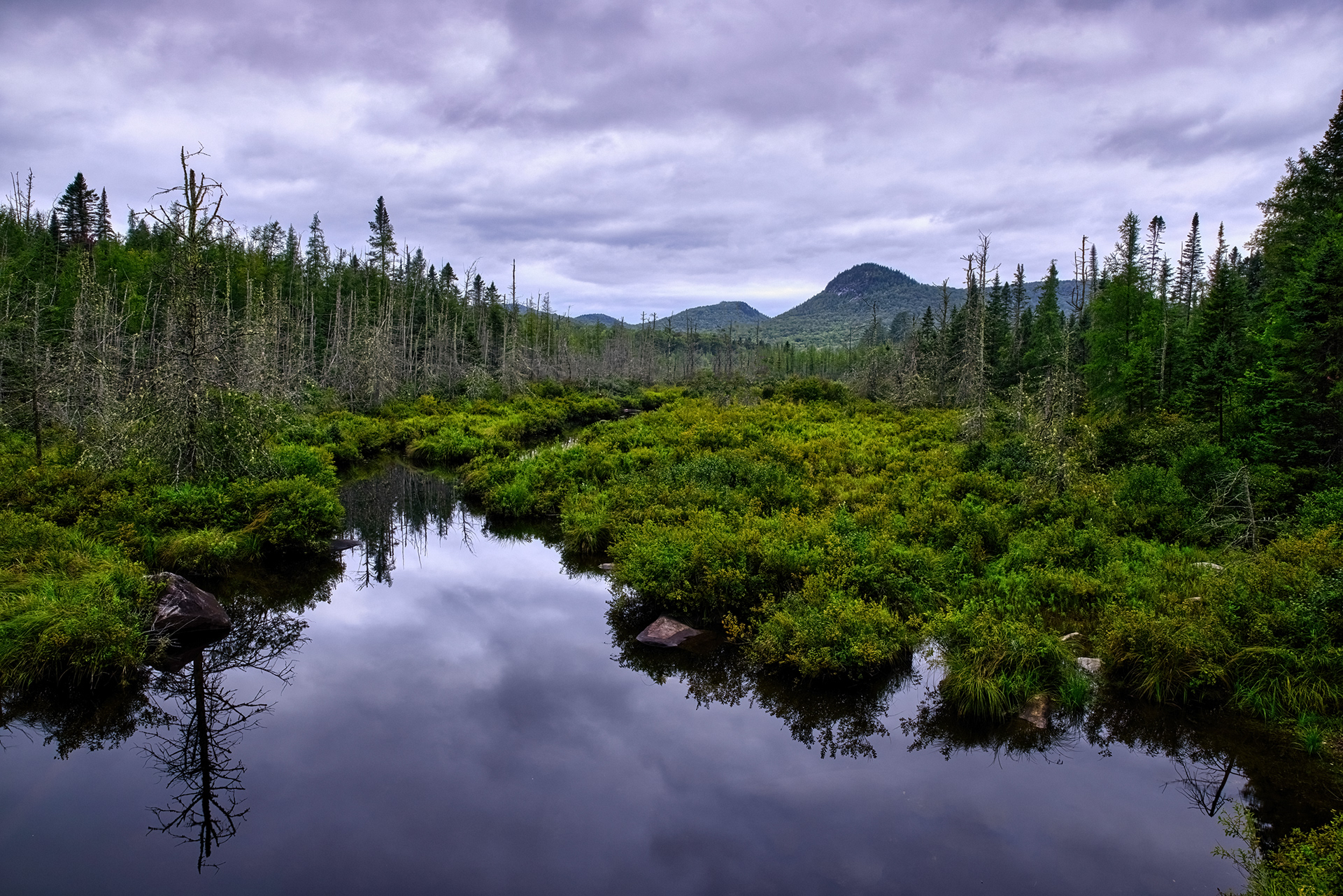 A serene, reflective stream winds through dense green wetland vegetation in Groton State Forest, Vermont, with a mix of live and dead trees under a cloudy sky, and distant hills in the background.