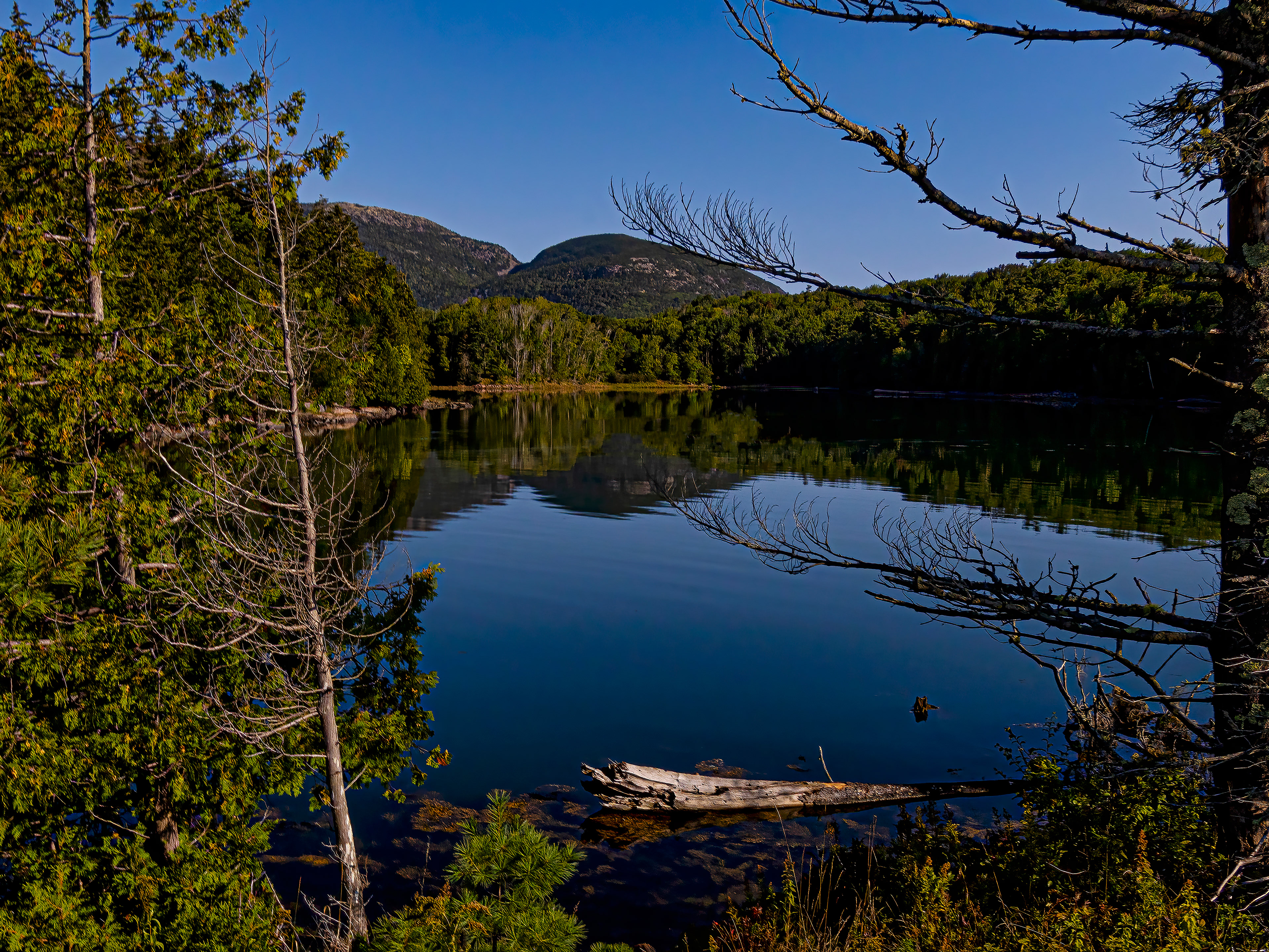 View of a lush green landscape and still blue water at Otter Cove and Causeway in Acadia National Park, Maine.