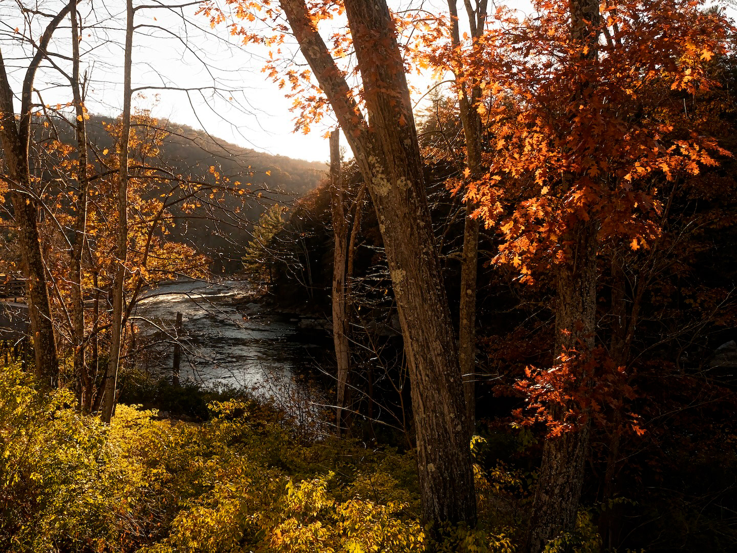 Tranquil river winding through wooded area with tall trees and colorful autumn leaves.