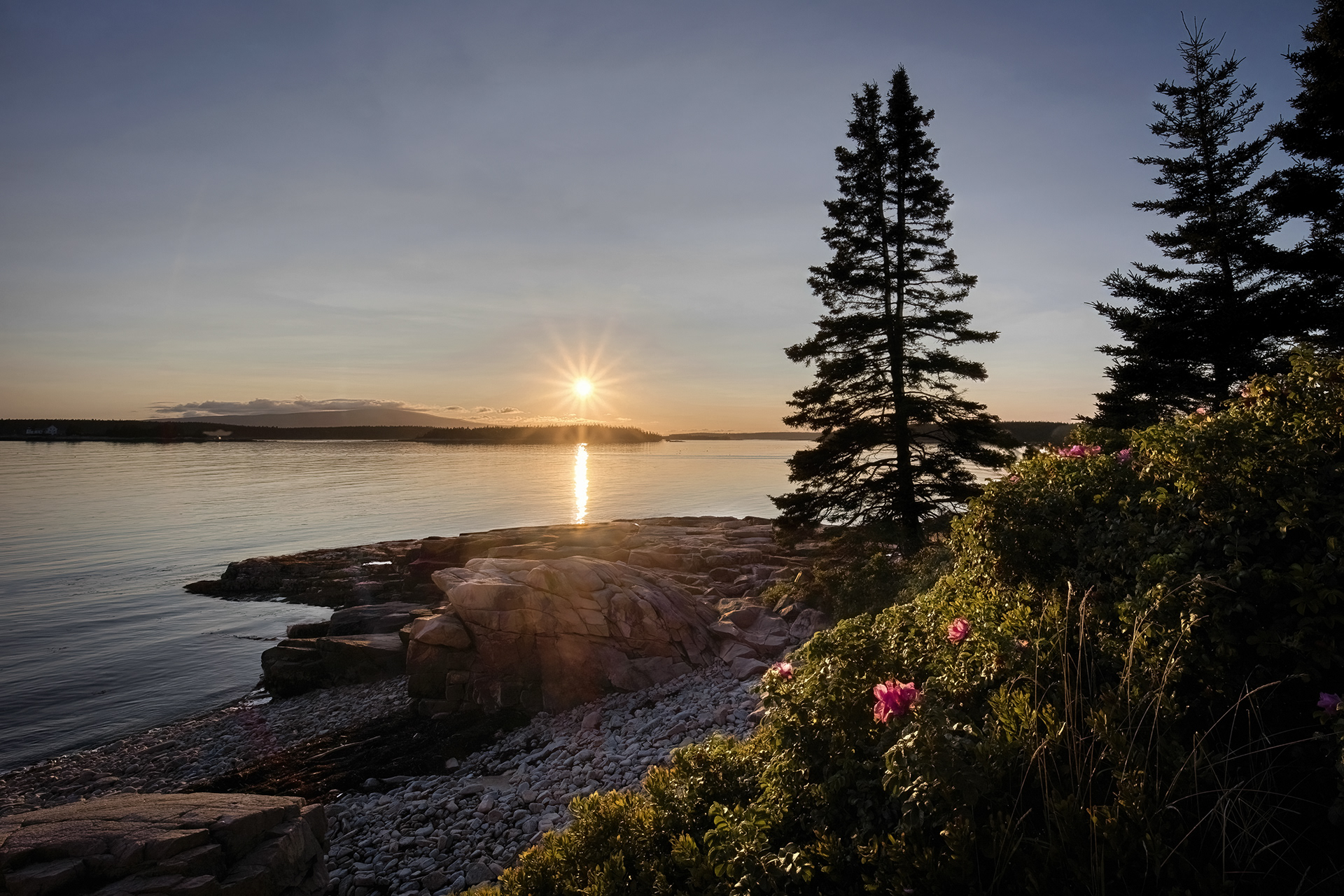 A picturesque sunset over clear water at Schoodic Point in Winter Harbor, Maine, featuring a beautiful pine tree and flowers accenting the foreground.