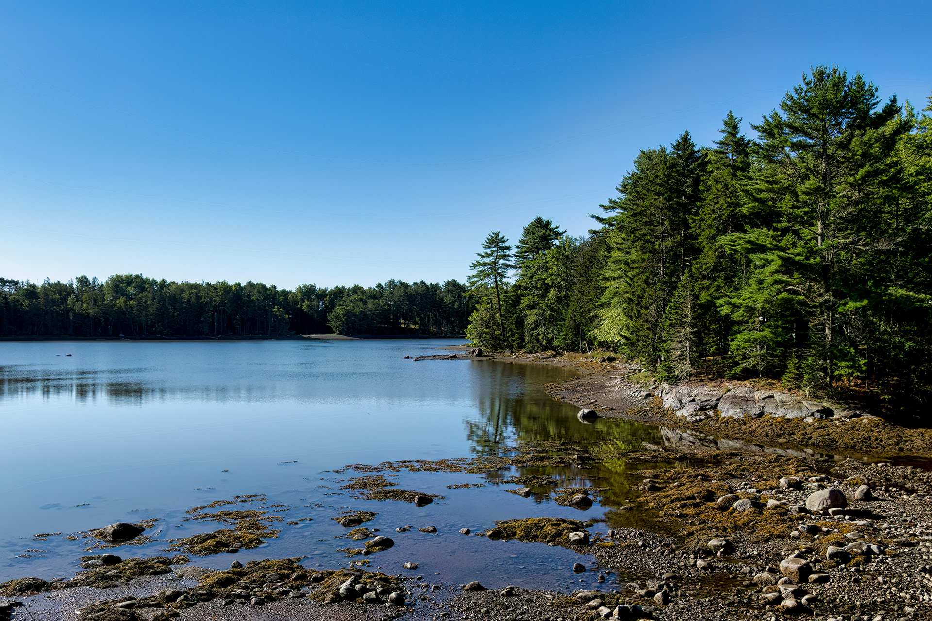 A view of a lush green landscape with pine trees and still blue water at Gouldsboro, Maine.