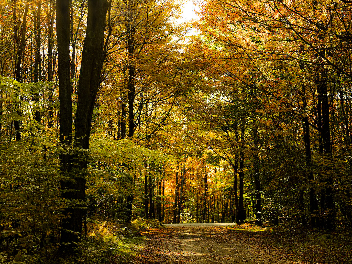 A scenic fall dirt road with colorful trees at Kinzua Bridge State Park, PA.
