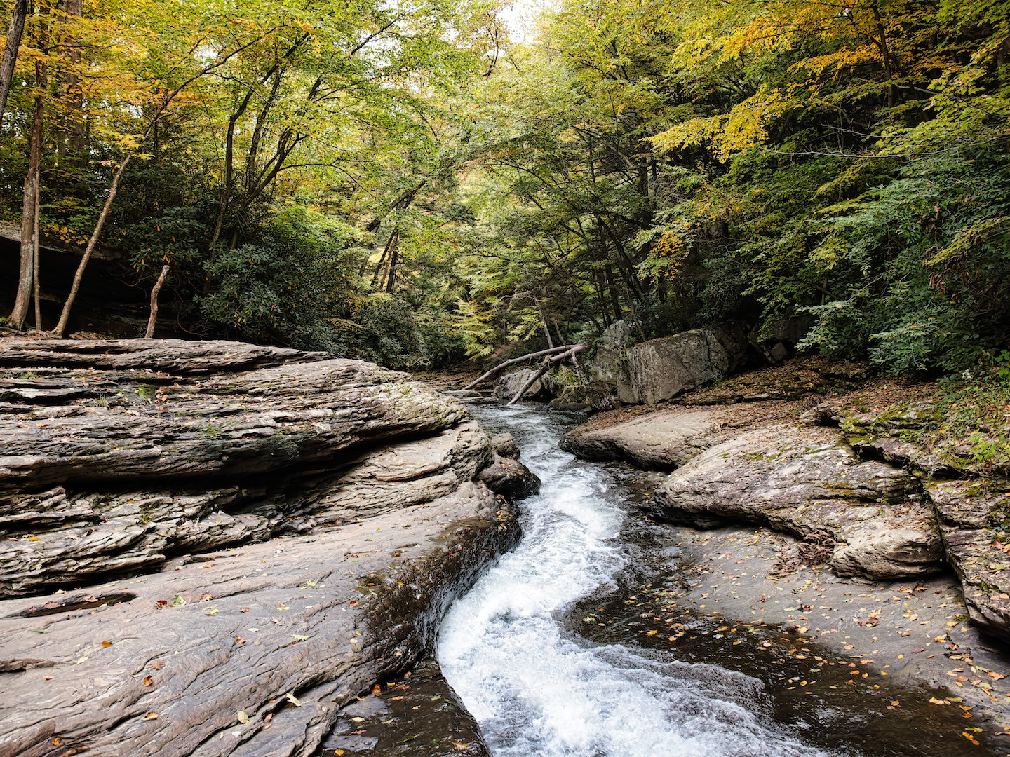A serene stream flowing through a lush forest, surrounded by tall trees and vibrant greenery.