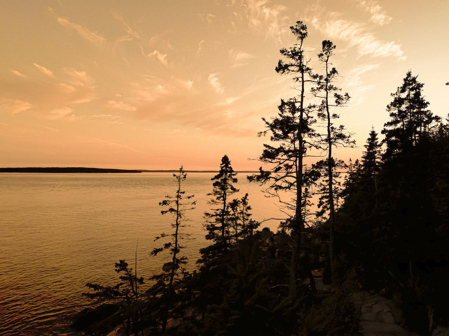 View of the rocky shoreline and tall pine trees along a trail at Bass Harbor Head Light Station in Acadia National Park, Maine.