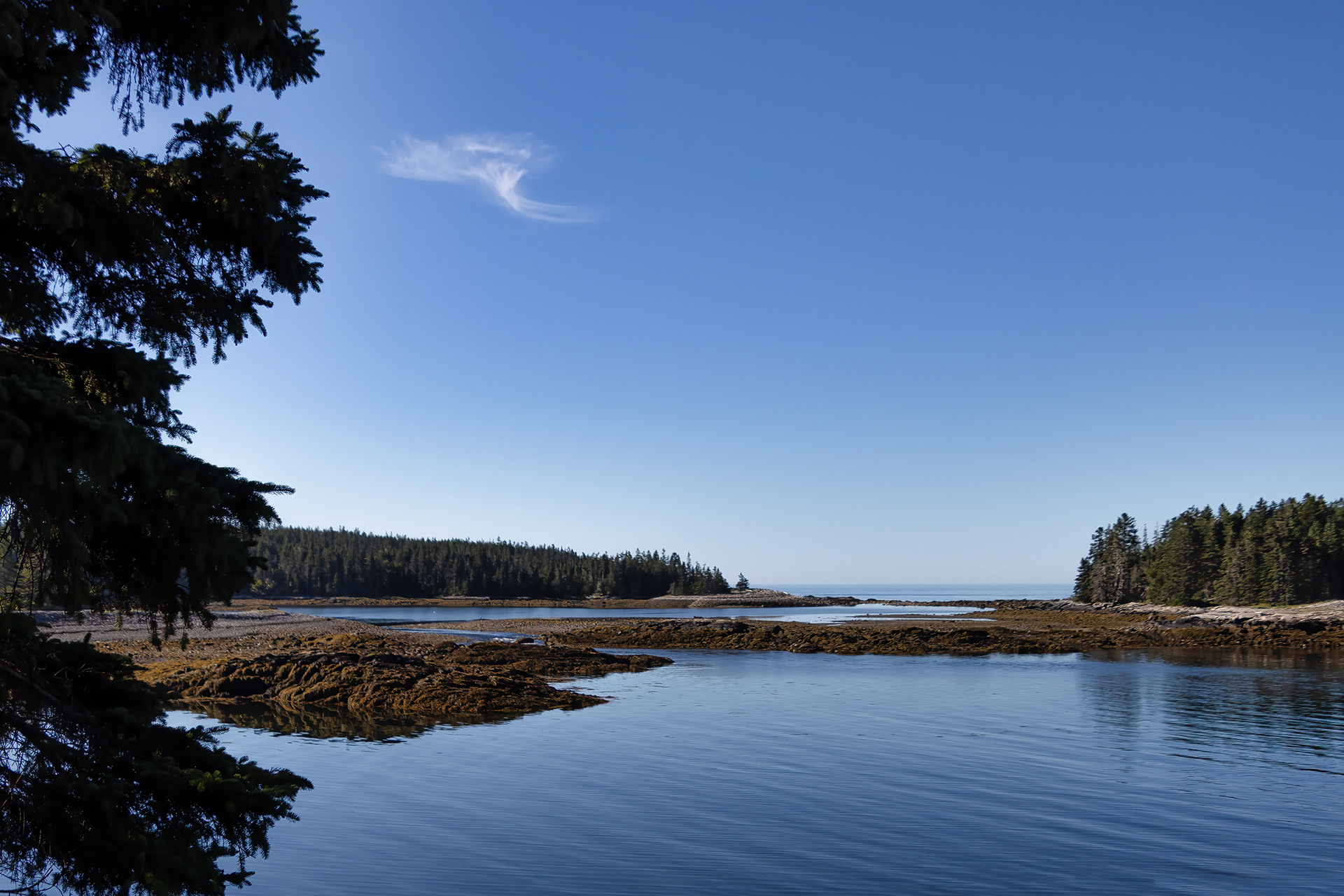 View of Frazer Point in Winter Harbor, Maine, showcasing a bright blue sky, towering pine trees, and calm waves along the coastline.