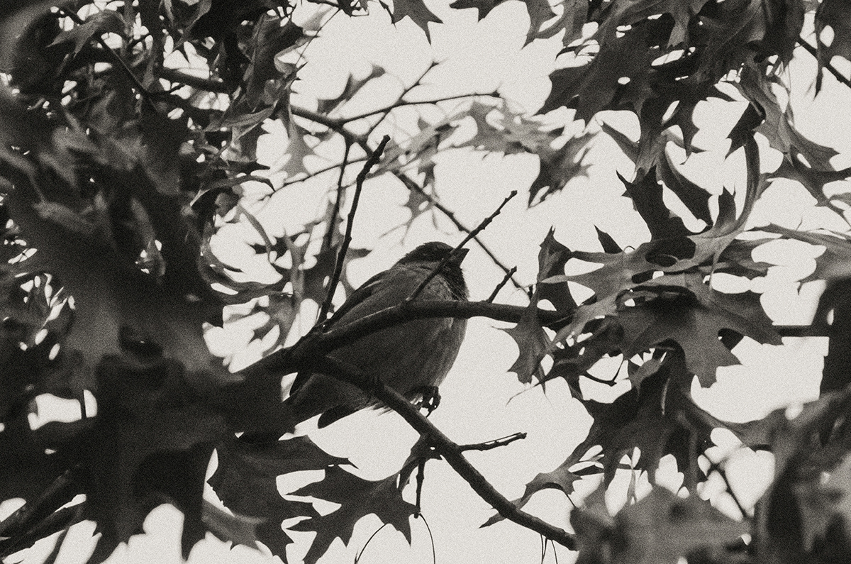 Copyright - Pedro Monteiro