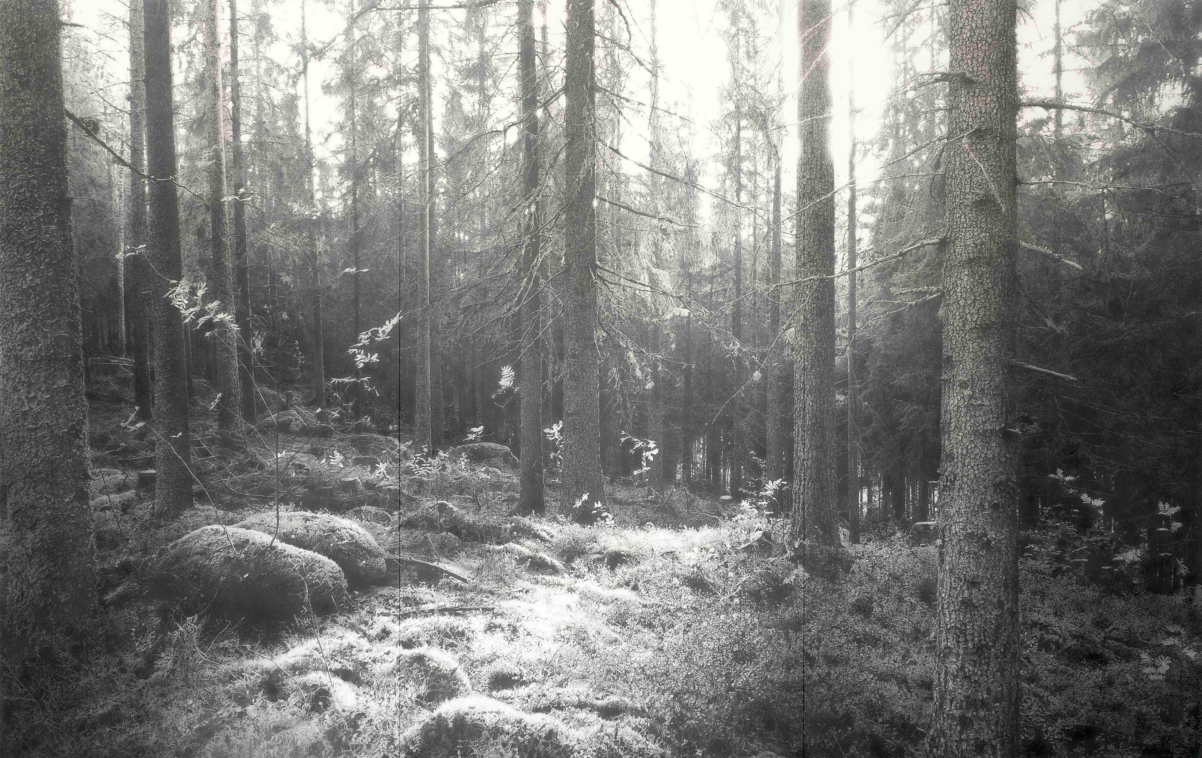 「Forest」 紙に黒鉛、金泥、顔料/ 180×285㎝ / 2019-2020年