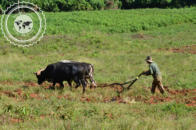 Randonnée dans la vallée de Vinales, Cuba