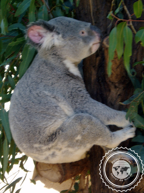 Lone Pine Sanctuary Koala, Australie