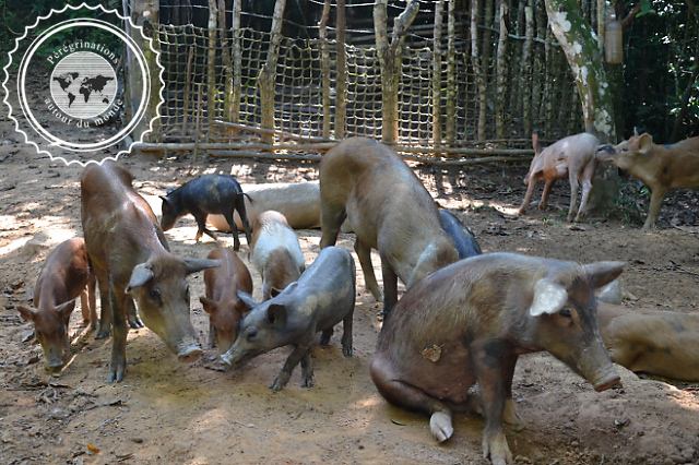 Randonnée dans la vallée de Vinales, Cuba