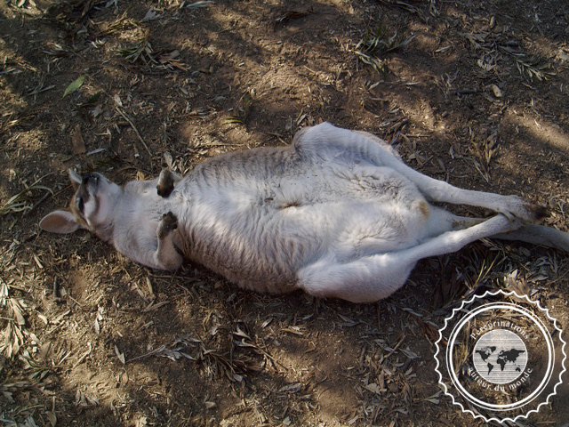 Lone Pine Sanctuary Koala, Australie