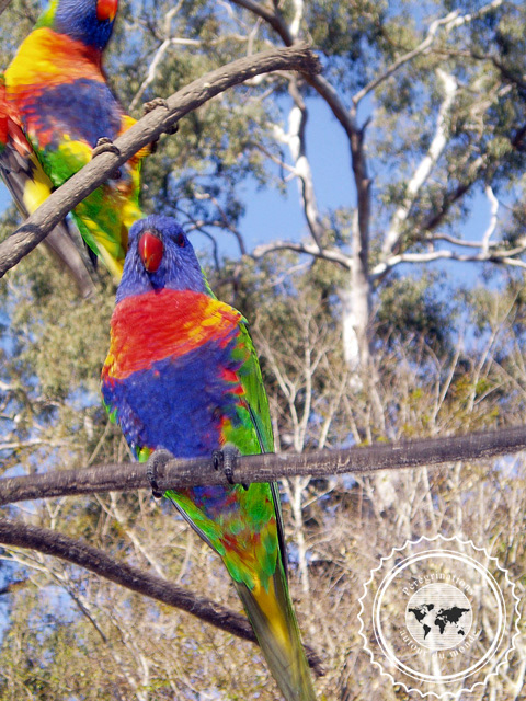 Lone Pine Sanctuary Koala, Australie