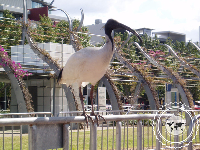Brisbane, Australie