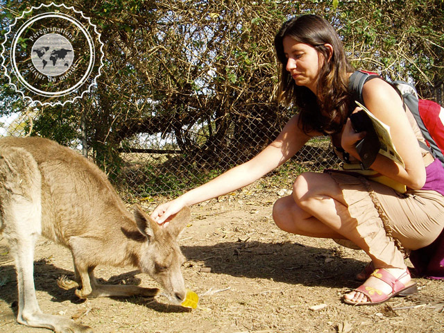 Lone Pine Sanctuary Koala, Australie