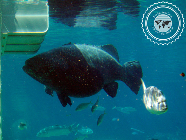 Sea World, Australie