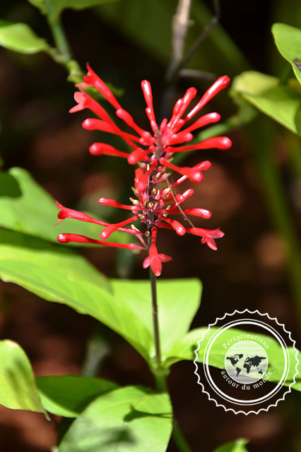 Jardin botanique de Vinales, Cuba