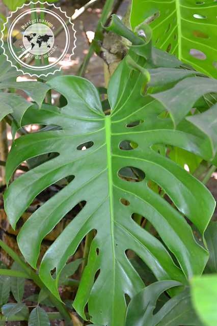 Jardin botanique de Vinales, Cuba