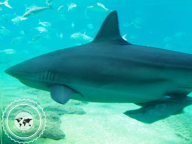 Sea World, Australie