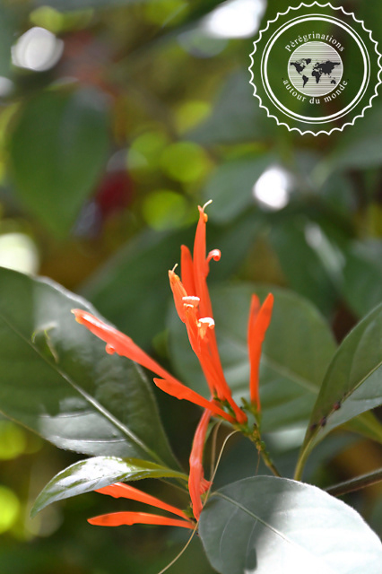 Jardin botanique de Vinales, Cuba