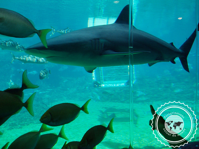 Sea World, Australie