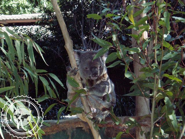Lone Pine Sanctuary Koala, Australie