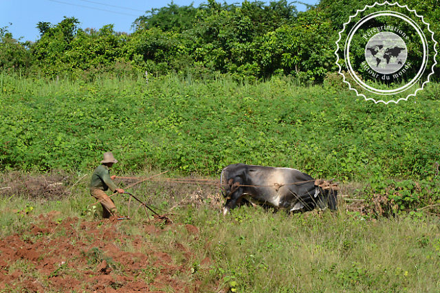 Randonnée dans la vallée de Vinales, Cuba