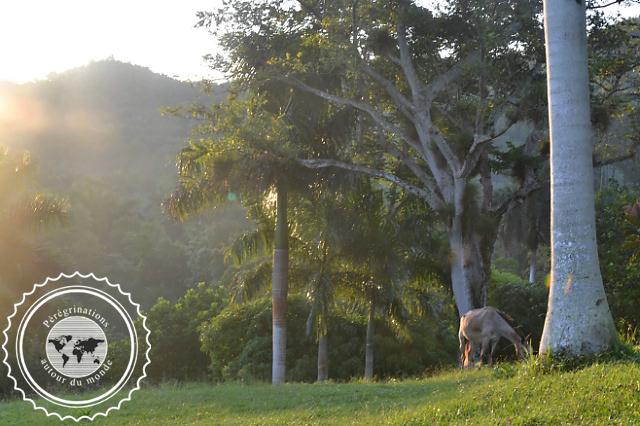 Ecoalajamato, Mil Cumbres, Cuba