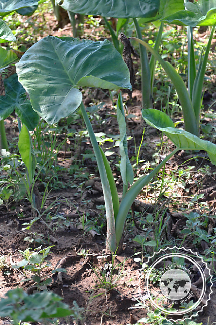Randonnée dans la vallée de Vinales, Cuba