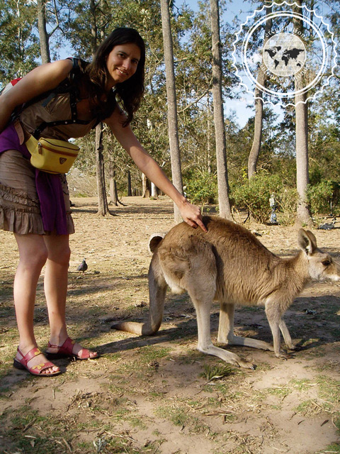 Lone Pine Sanctuary Koala, Australie