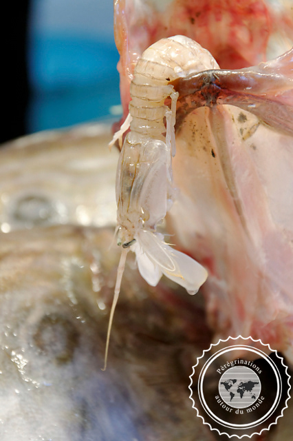 Venise, Marché aux poissons du Rialto