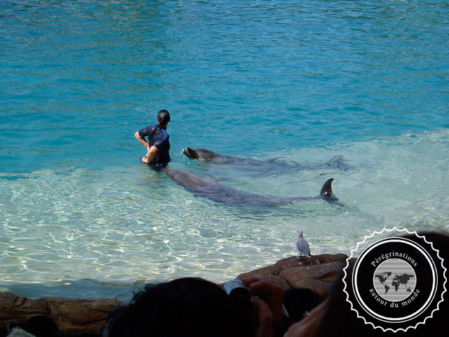 Sea World, Australie
