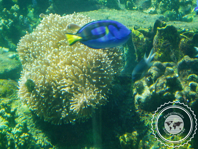 Sea World, Australie