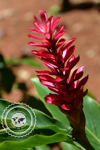 Jardin botanique de Vinales, Cuba