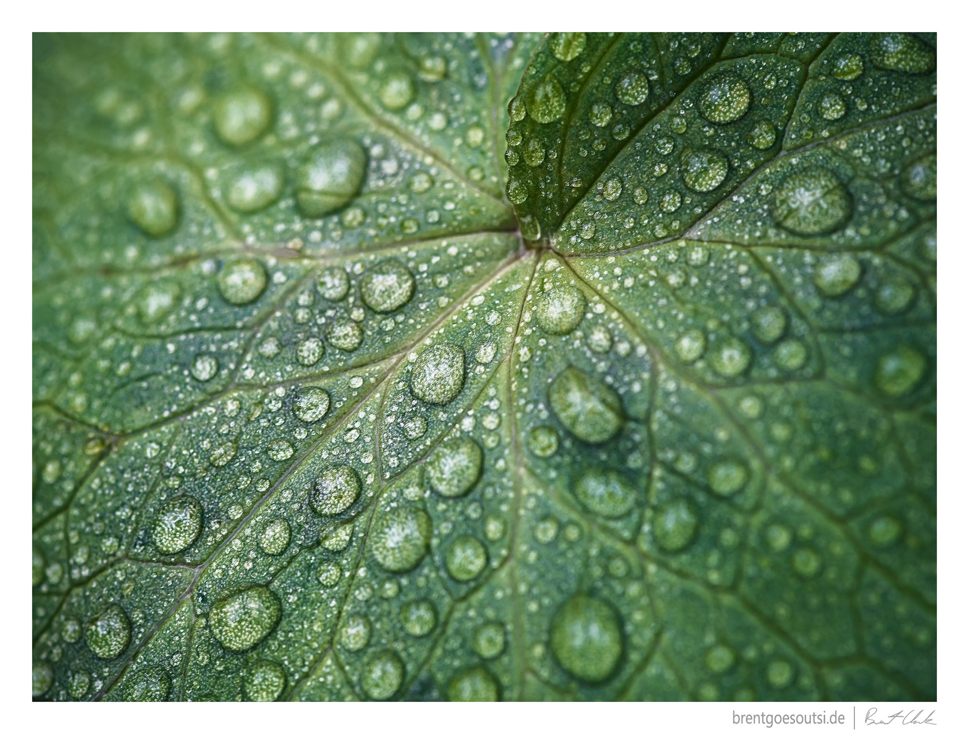 Surprise Drops