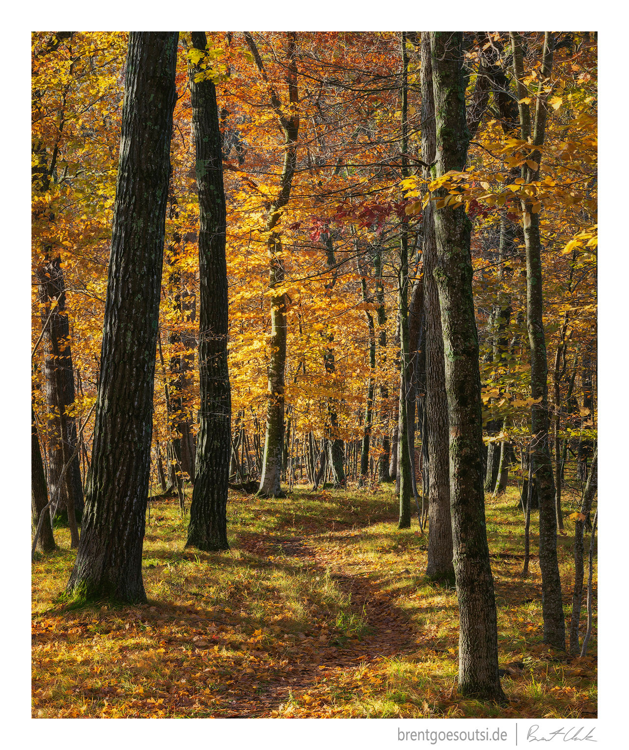 Maple City