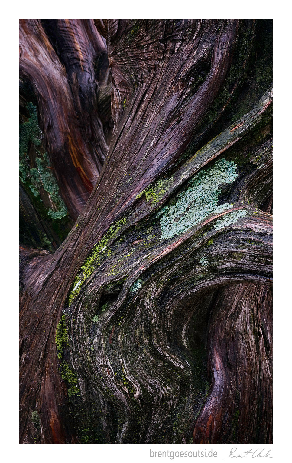 Twisted Tree
