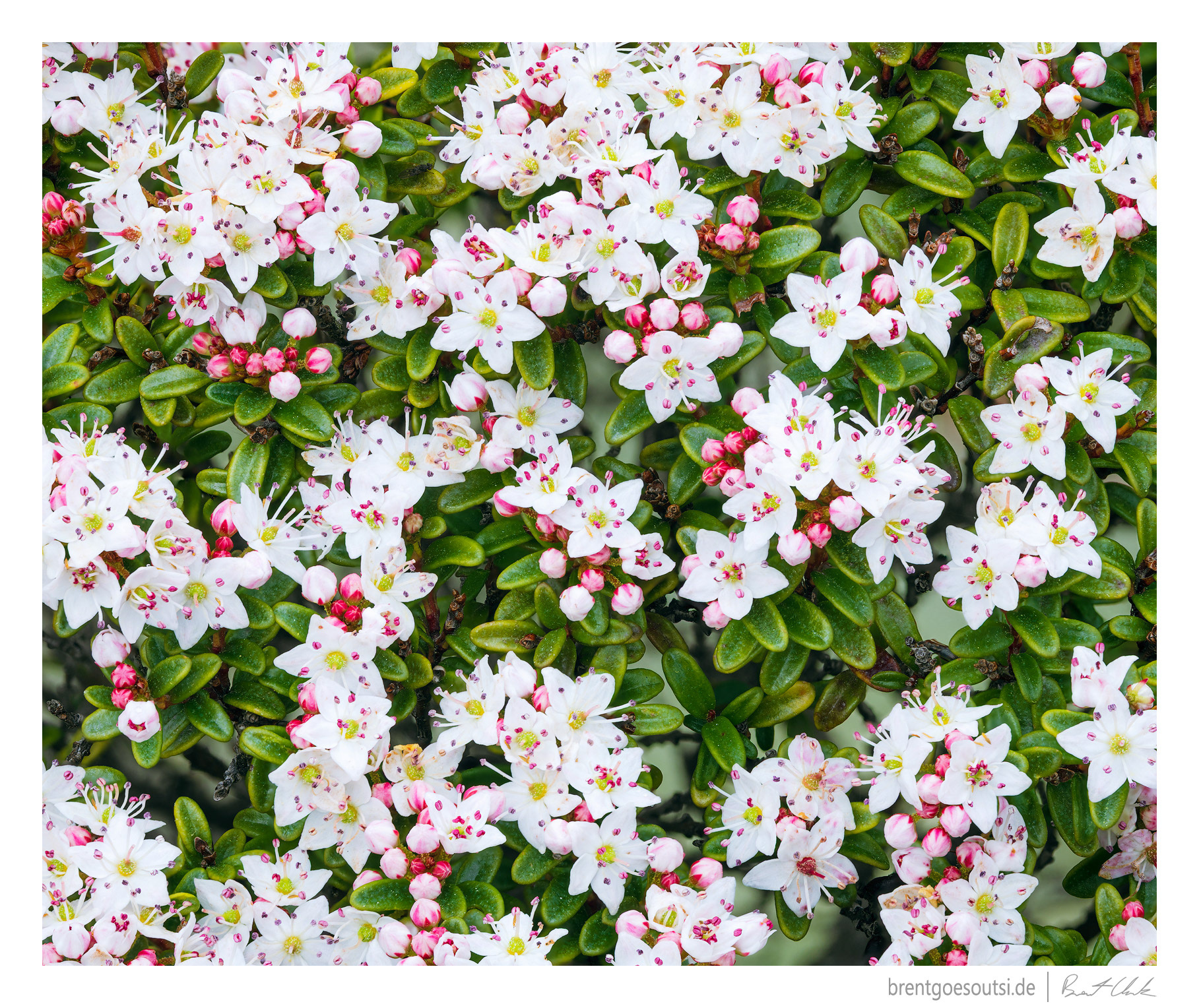 Mountaintop Treasures